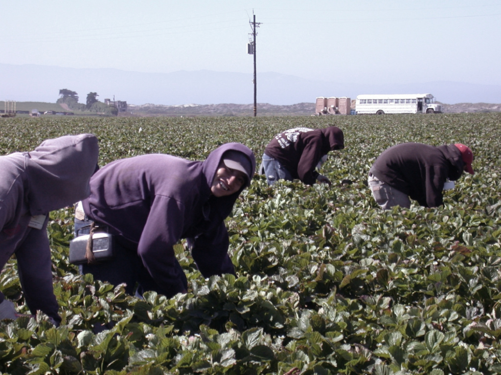 мигранты работают на ферме